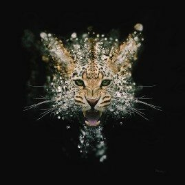 Leopard Face Dispersion by Mik Strevens